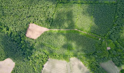 Photo #10 of SOLD property in Off Wilcox Ln, Vanceboro, NC 57.8 acres