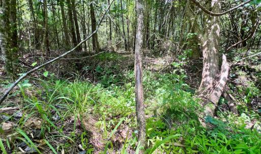 Photo #42 of SOLD property in Off Wilcox Ln, Vanceboro, NC 57.8 acres