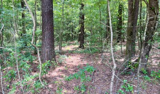 Photo #43 of SOLD property in Off Wilcox Ln, Vanceboro, NC 57.8 acres