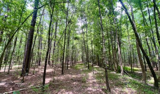 Photo #48 of SOLD property in Off Wilcox Ln, Vanceboro, NC 57.8 acres