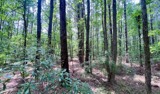 Photo #49 of SOLD property in Off Wilcox Ln, Vanceboro, NC 57.8 acres