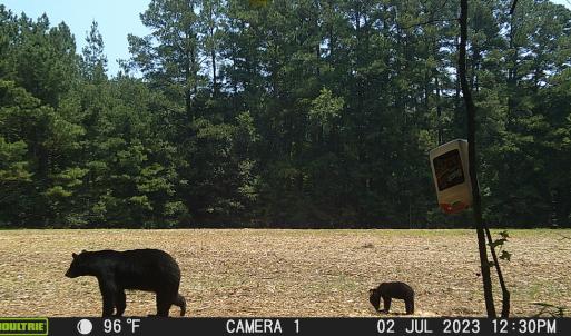 Photo #50 of SOLD property in Off Wilcox Ln, Vanceboro, NC 57.8 acres
