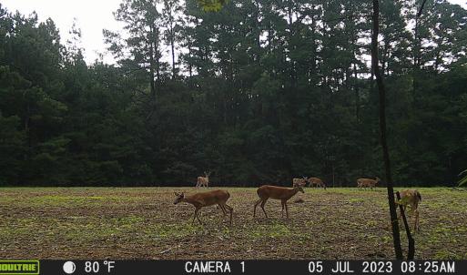 Photo #51 of SOLD property in Off Wilcox Ln, Vanceboro, NC 57.8 acres