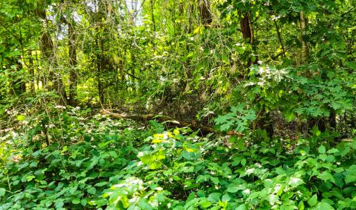 Photo #7 of SOLD property in Off Green Pasture Lane, Ruffin, NC 1.5 acres