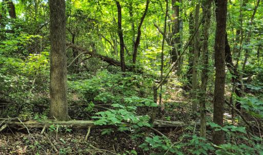 Photo #11 of SOLD property in Off Green Pasture Lane, Ruffin, NC 1.5 acres