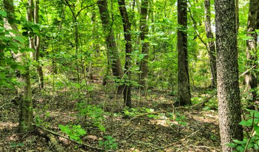 Photo #16 of SOLD property in Off Green Pasture Lane, Ruffin, NC 1.5 acres