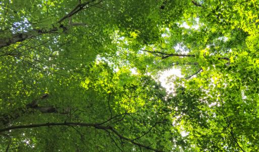 Photo #22 of SOLD property in Off Green Pasture Lane, Ruffin, NC 1.5 acres