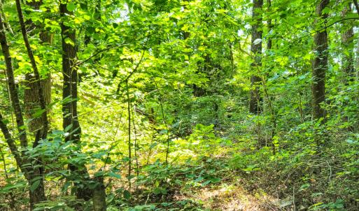 Photo #24 of SOLD property in Off Green Pasture Lane, Ruffin, NC 1.5 acres