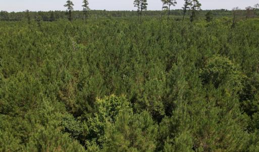 Photo #16 of Off Old Lake Road, Council, NC 2.4 acres