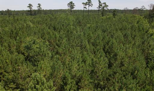 Photo #5 of Off Old Lake Road, Council, NC 2.4 acres