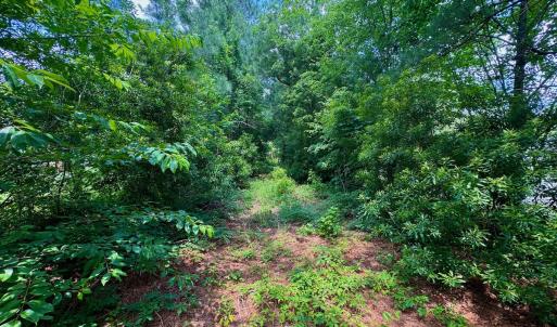 Photo #12 of SOLD property in Off Two Mile Desert Road, Hertford, NC 12.0 acres