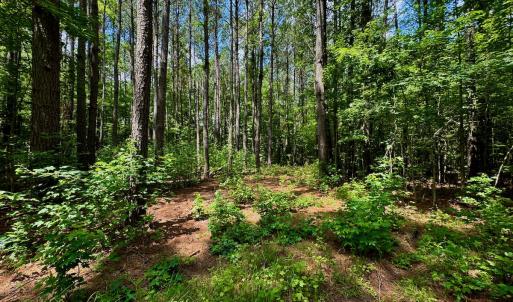 Photo #16 of SOLD property in Off Two Mile Desert Road, Hertford, NC 12.0 acres