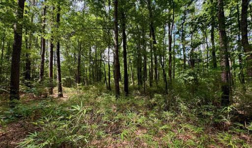 Photo #18 of SOLD property in Off Two Mile Desert Road, Hertford, NC 12.0 acres