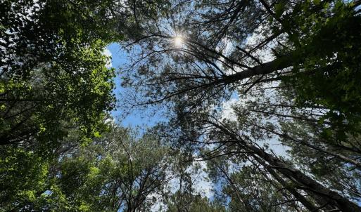 Photo #25 of SOLD property in Off Two Mile Desert Road, Hertford, NC 12.0 acres