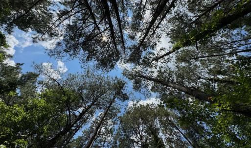 Photo #27 of SOLD property in Off Two Mile Desert Road, Hertford, NC 12.0 acres