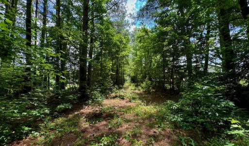 Photo #28 of SOLD property in Off Two Mile Desert Road, Hertford, NC 12.0 acres