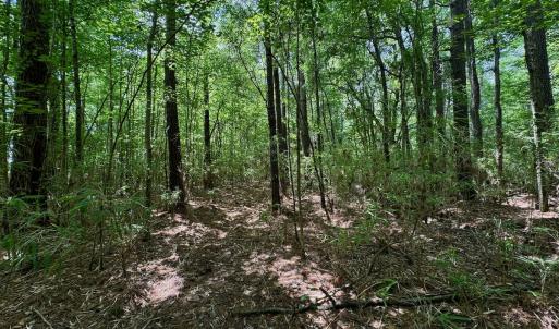 Photo #31 of SOLD property in Off Two Mile Desert Road, Hertford, NC 12.0 acres