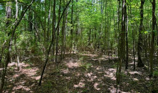 Photo #33 of SOLD property in Off Two Mile Desert Road, Hertford, NC 12.0 acres