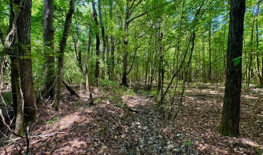 Photo #35 of SOLD property in Off Two Mile Desert Road, Hertford, NC 12.0 acres