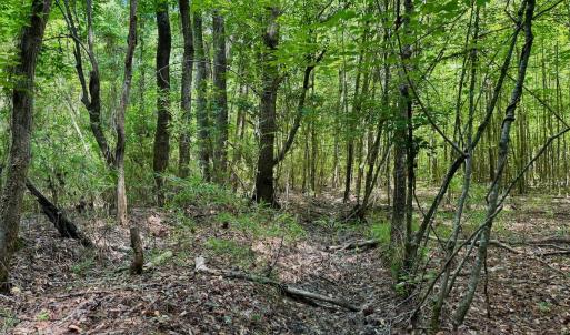 Photo #37 of SOLD property in Off Two Mile Desert Road, Hertford, NC 12.0 acres