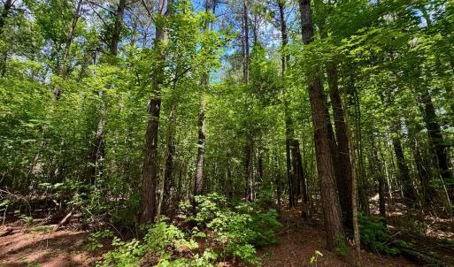 Photo #38 of SOLD property in Off Two Mile Desert Road, Hertford, NC 12.0 acres
