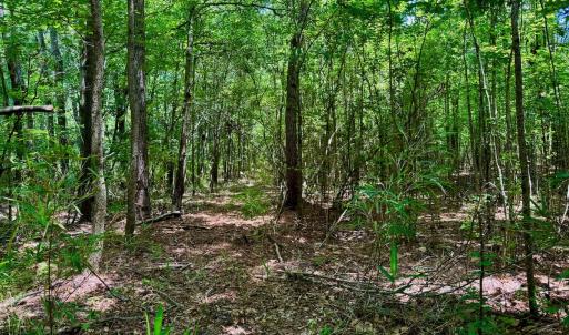 Photo #39 of SOLD property in Off Two Mile Desert Road, Hertford, NC 12.0 acres