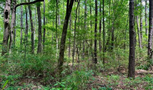 Photo #41 of SOLD property in Off Two Mile Desert Road, Hertford, NC 12.0 acres
