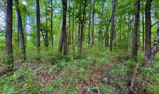 Photo #42 of SOLD property in Off Two Mile Desert Road, Hertford, NC 12.0 acres