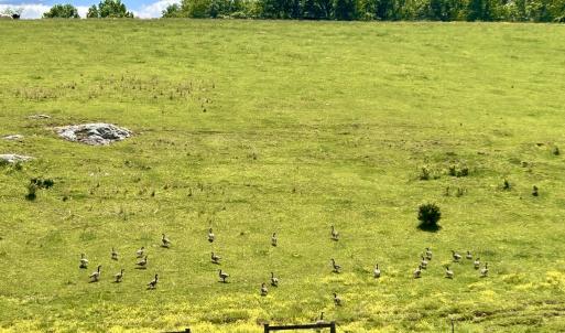 Photo #97 of SOLD property in 127 Albert Farm Rd, Monroe, VA 225.2 acres