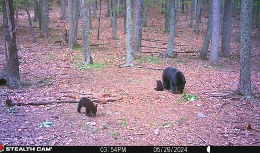 Photo #4 of SOLD property in 4400 Rich Patch Rd, Covington, VA 153.0 acres