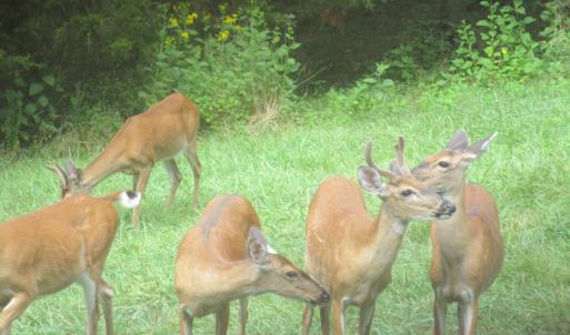 Photo #8 of SOLD property in 4400 Rich Patch Rd, Covington, VA 153.0 acres