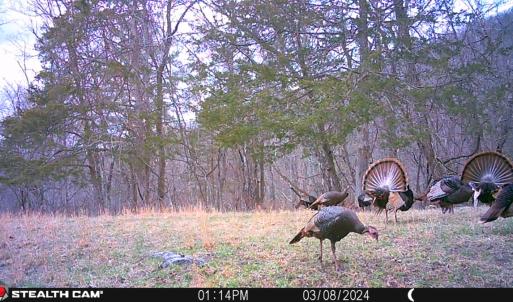 Photo #12 of SOLD property in 4400 Rich Patch Rd, Covington, VA 153.0 acres