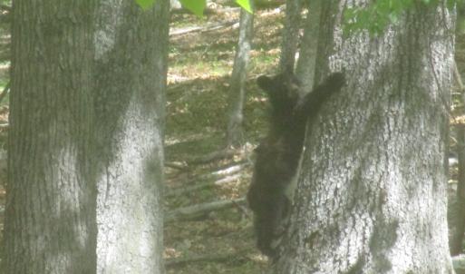 Photo #15 of SOLD property in 4400 Rich Patch Rd, Covington, VA 153.0 acres