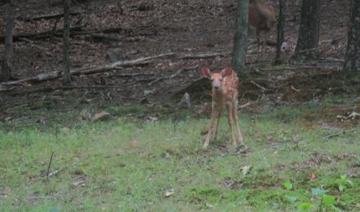 Photo #19 of SOLD property in 4400 Rich Patch Rd, Covington, VA 153.0 acres