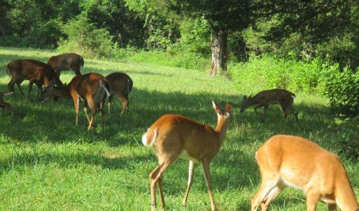 Photo #20 of SOLD property in 4400 Rich Patch Rd, Covington, VA 153.0 acres