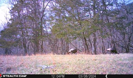 Photo #21 of SOLD property in 4400 Rich Patch Rd, Covington, VA 153.0 acres