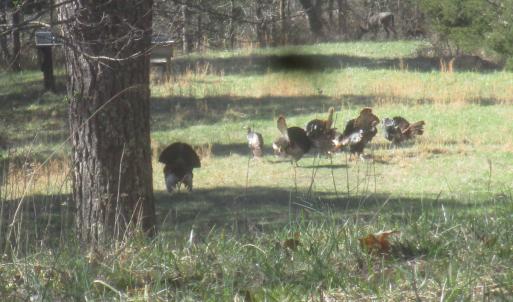 Photo #22 of SOLD property in 4400 Rich Patch Rd, Covington, VA 153.0 acres