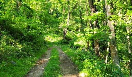 Photo #25 of SOLD property in 4400 Rich Patch Rd, Covington, VA 153.0 acres
