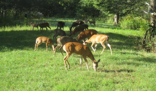Photo #27 of SOLD property in 4400 Rich Patch Rd, Covington, VA 153.0 acres