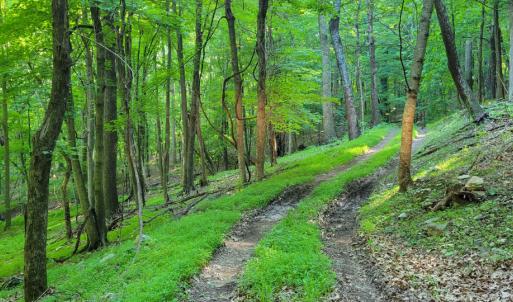 Photo #29 of SOLD property in 4400 Rich Patch Rd, Covington, VA 153.0 acres
