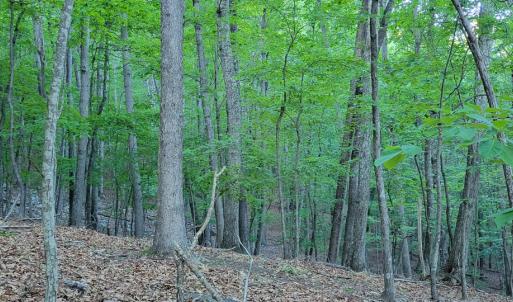 Photo #32 of SOLD property in 4400 Rich Patch Rd, Covington, VA 153.0 acres
