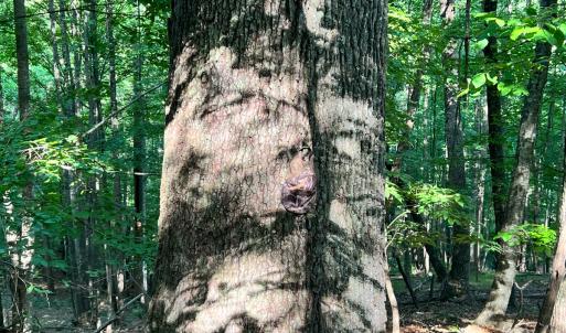 Photo #35 of SOLD property in 4400 Rich Patch Rd, Covington, VA 153.0 acres