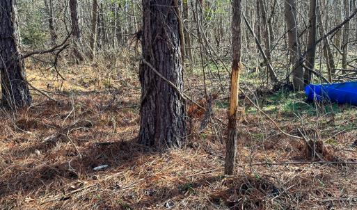 Photo #12 of Off Wilson Road - Lot 6, Providence, NC 33.5 acres