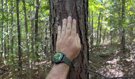 Photo #15 of Off Wilson Road - Lot 6, Providence, NC 33.5 acres