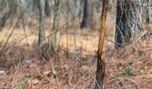Photo #20 of Off Wilson Road - Lot 6, Providence, NC 33.5 acres
