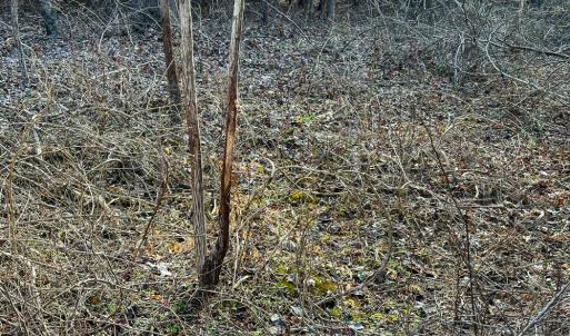 Photo #39 of Off Wilson Road - Lot 6, Providence, NC 33.5 acres