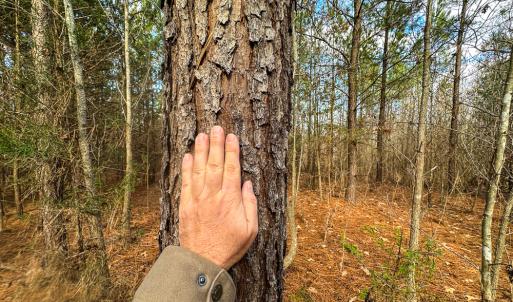 Photo #43 of Off Wilson Road - Lot 6, Providence, NC 33.5 acres