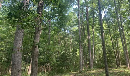 Photo #17 of Off Bank Street, Waverly, VA 4.4 acres
