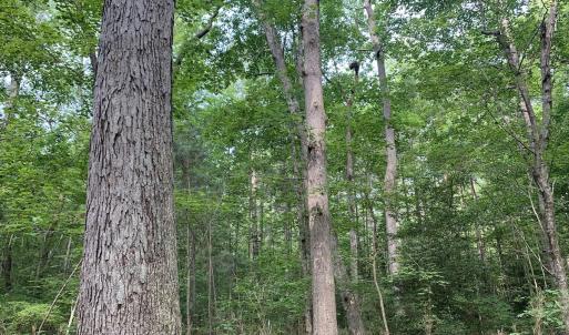 Photo #19 of Off Bank Street, Waverly, VA 4.4 acres