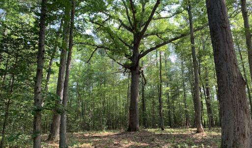 Photo #21 of Off Bank Street, Waverly, VA 4.4 acres